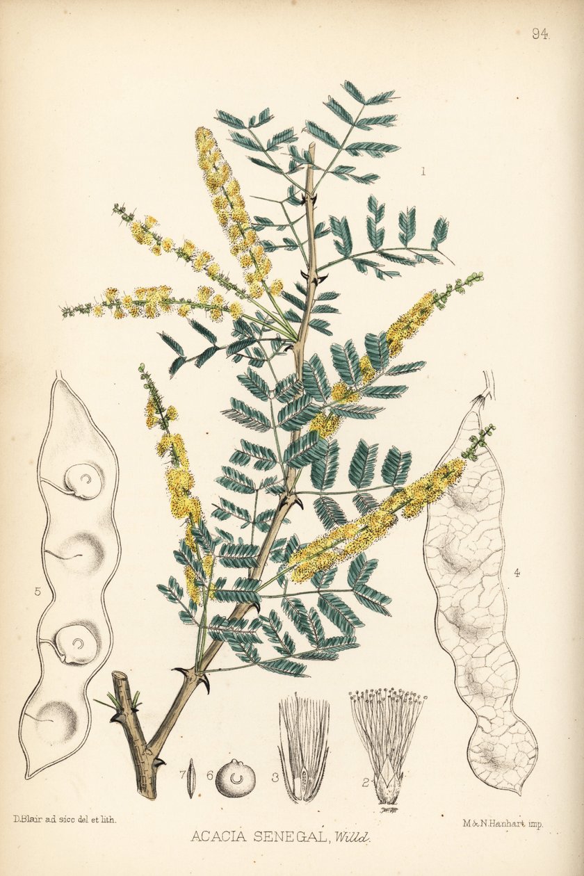 Guma arabska, guma verek lub guma hashab, Acacia senegal. Ręcznie kolorowana litografia autorstwa Hanharta na podstawie botanicznej ilustracji Davida Blaira z "Medicinal Plants" Roberta Bentleya i Henry