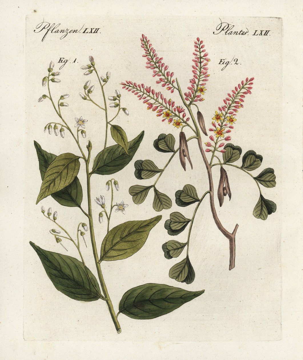 Drzewo benzoesowe, Styrax benzoin 1, i drzewo kłodowe, Haematoxylon campechianum 2. Ręcznie kolorowany miedzioryt pochodzący z "Bilderbuch fur Kinder" (Książka obrazkowa dla dzieci) Bertucha, Weimar. autorstwa Unbekannter Künstler