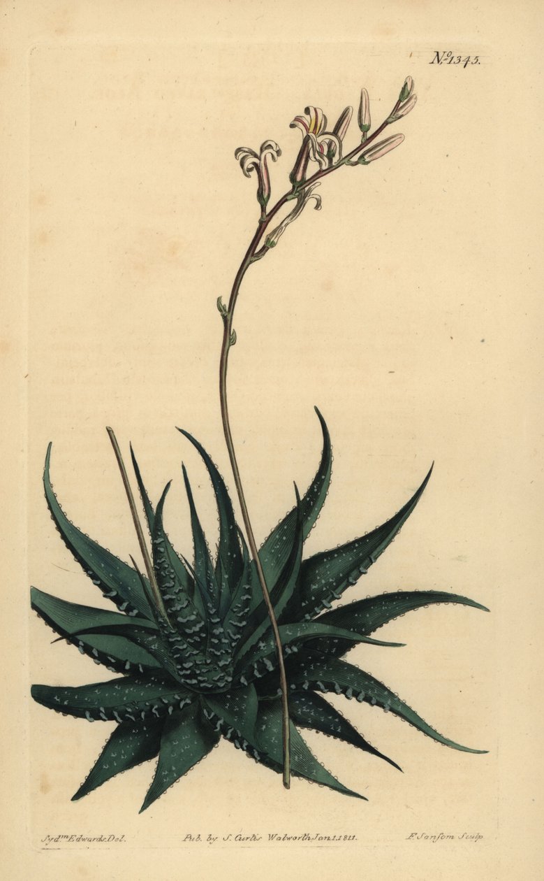 Krasnolud Haniki Alo, Wojna Howartie Attenuata. Pręty. Aloes raszploidalny, pałeczki aloesowe autorstwa Unbekannt