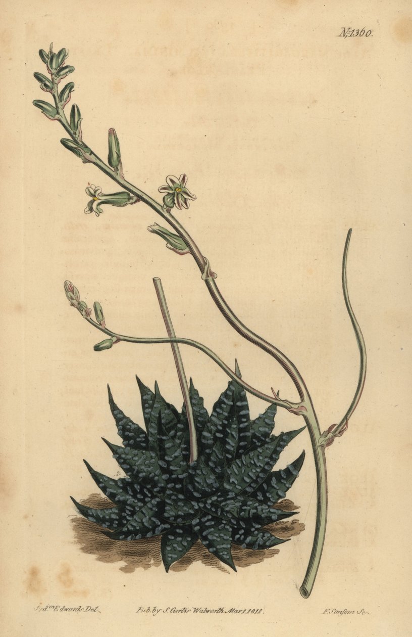 Haworthia minor lub Tulista minima (najmniej perłowy aloes, Aloe margaritifera minima) autorstwa Unbekannt