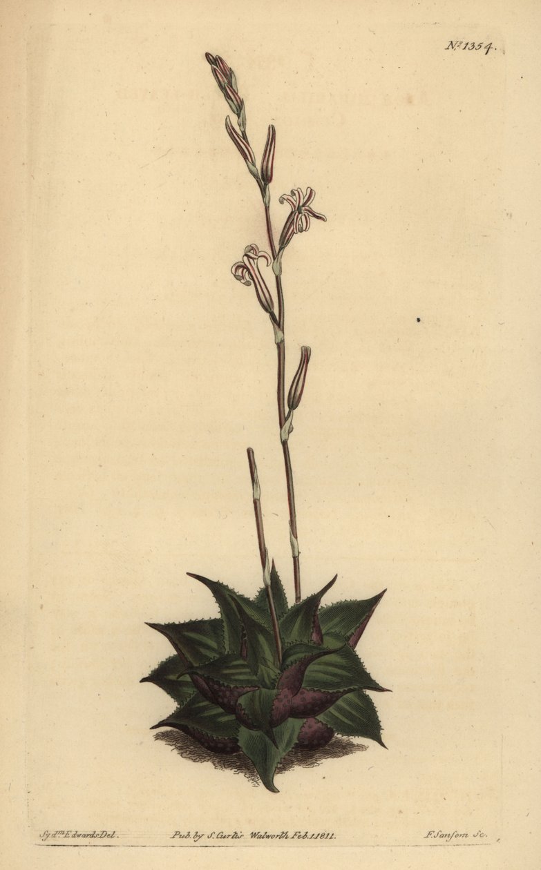 Haworthia mirabilis (Aloes o liściach szorstkich, Aloe mirabilis) autorstwa Unbekannt