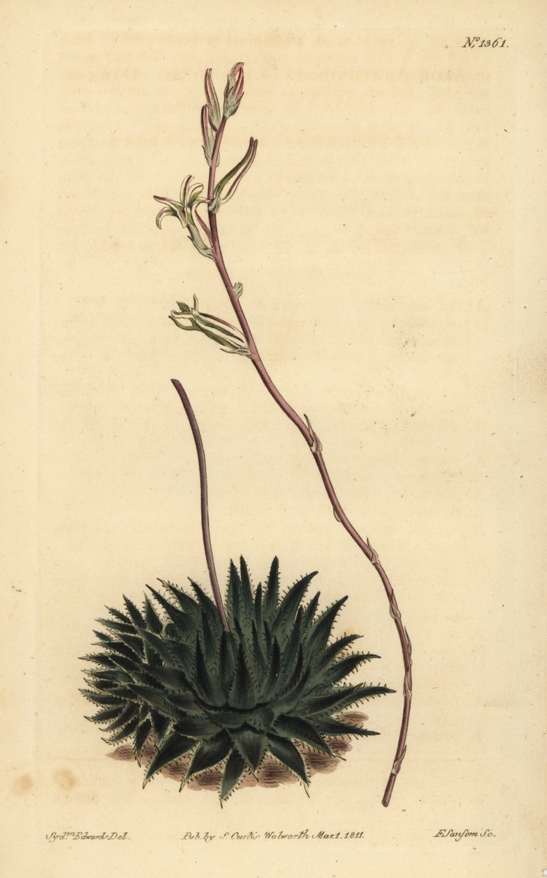 Haworthia pumila lub Tulista pumila (aloes pająka ciemnolistnego, Aloe arachnoides pumila) autorstwa Unbekannt