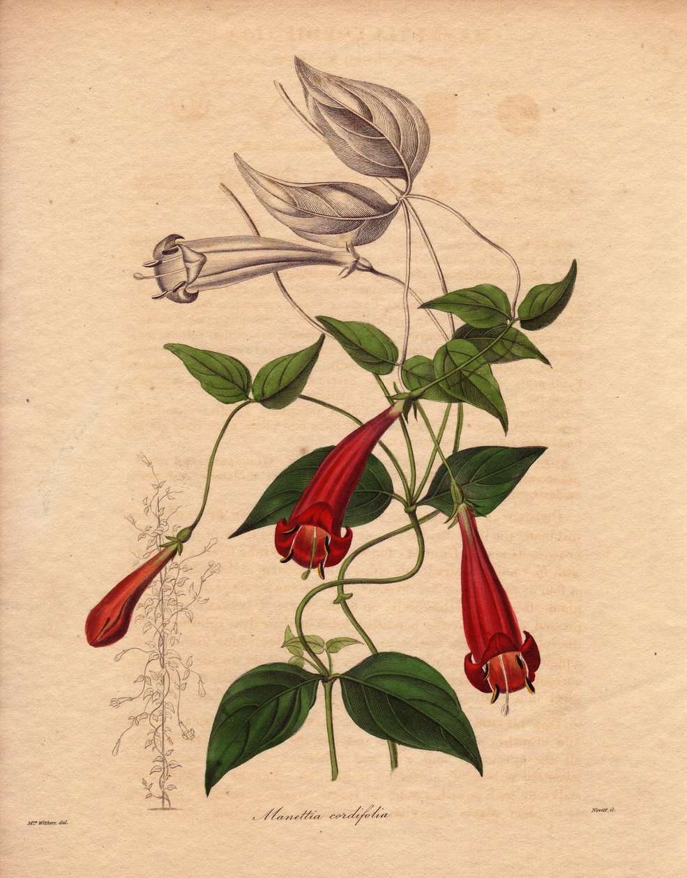 Manettia sercowata (Manettia cordifolia). Roślina pnąca o owalnych, jasnozielonych liściach i obfitych czerwonych kwiatach rurkowych. Ilustracja autorstwa Augusty Innes Withers (1793-1877), w The Botanist, seria autorstwa Benjamina Maunda w pięciu tomach,  autorstwa Unbekannter Künstler