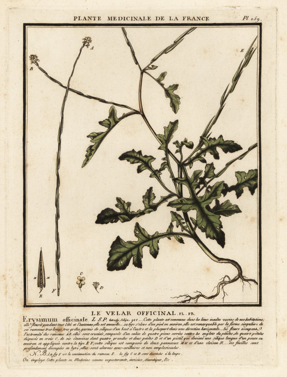 Musztarda żywopłotowa, Sisymbrium officinale. autorstwa Unbekannter Künstler