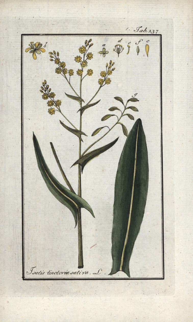 Ziele świętego Filipa (Isatis tinctoria sativa). Litografia z "Afbeelding der Artseny-Gewassen" Johannesa Zorna (1739-1799), Holandia autorstwa Unbekannter Künstler