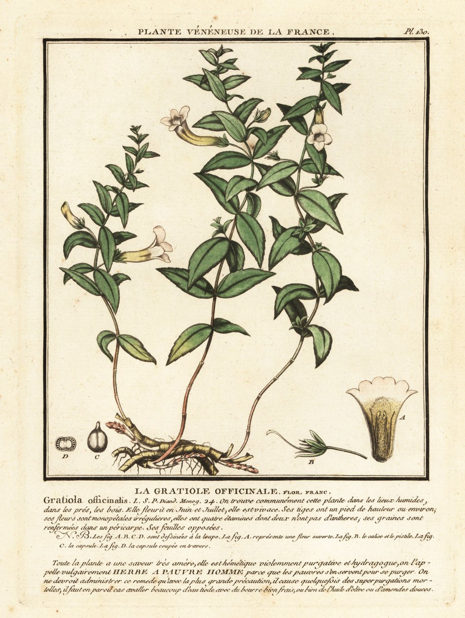 Zioło łaski, Gratiola officinalis. autorstwa Unbekannter Künstler