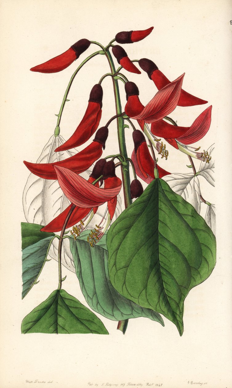 Erythrina zielna lub karolińska - hybryda Erythrina pana Bidwella, Erythrina x bidwillii. Mieszaniec Erythrina herbacea z Erythrina cristagalli. Ręcznie kolorowany miedzioryt autorstwa George