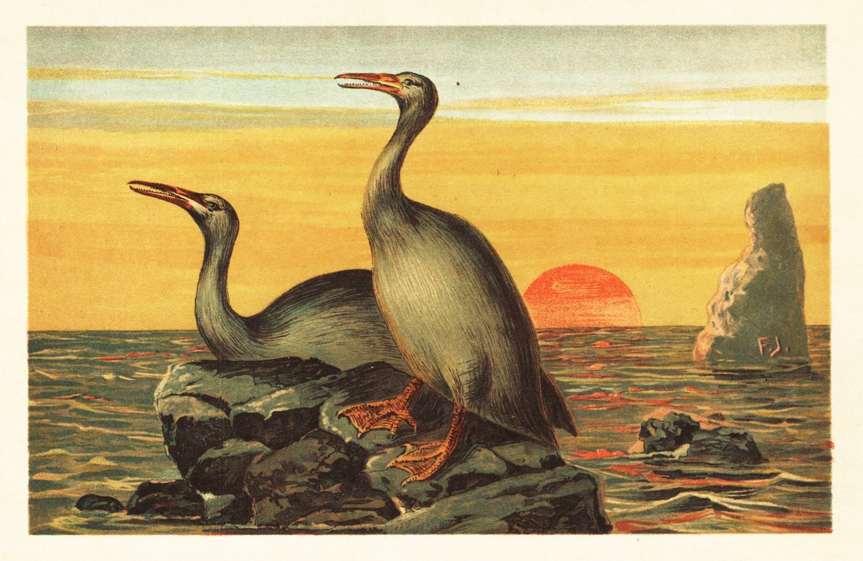Hesperornis regalis, wymarły ptak przypominający kormorana.1908 (litografia) autorstwa Unbekannter Künstler