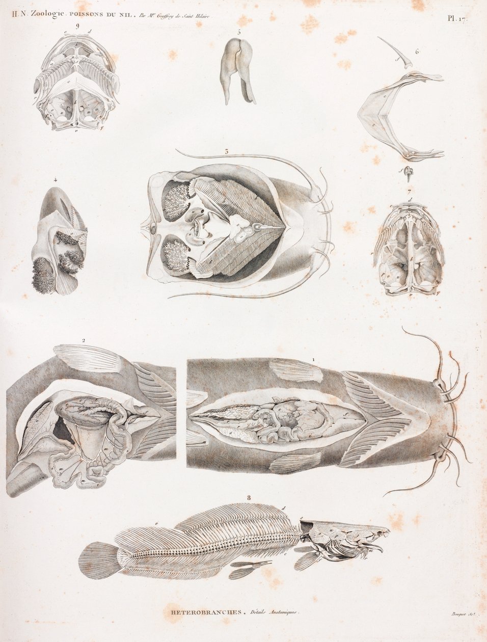 Heterogałęzie, szczegóły anatomiczne autorstwa Unbekannt