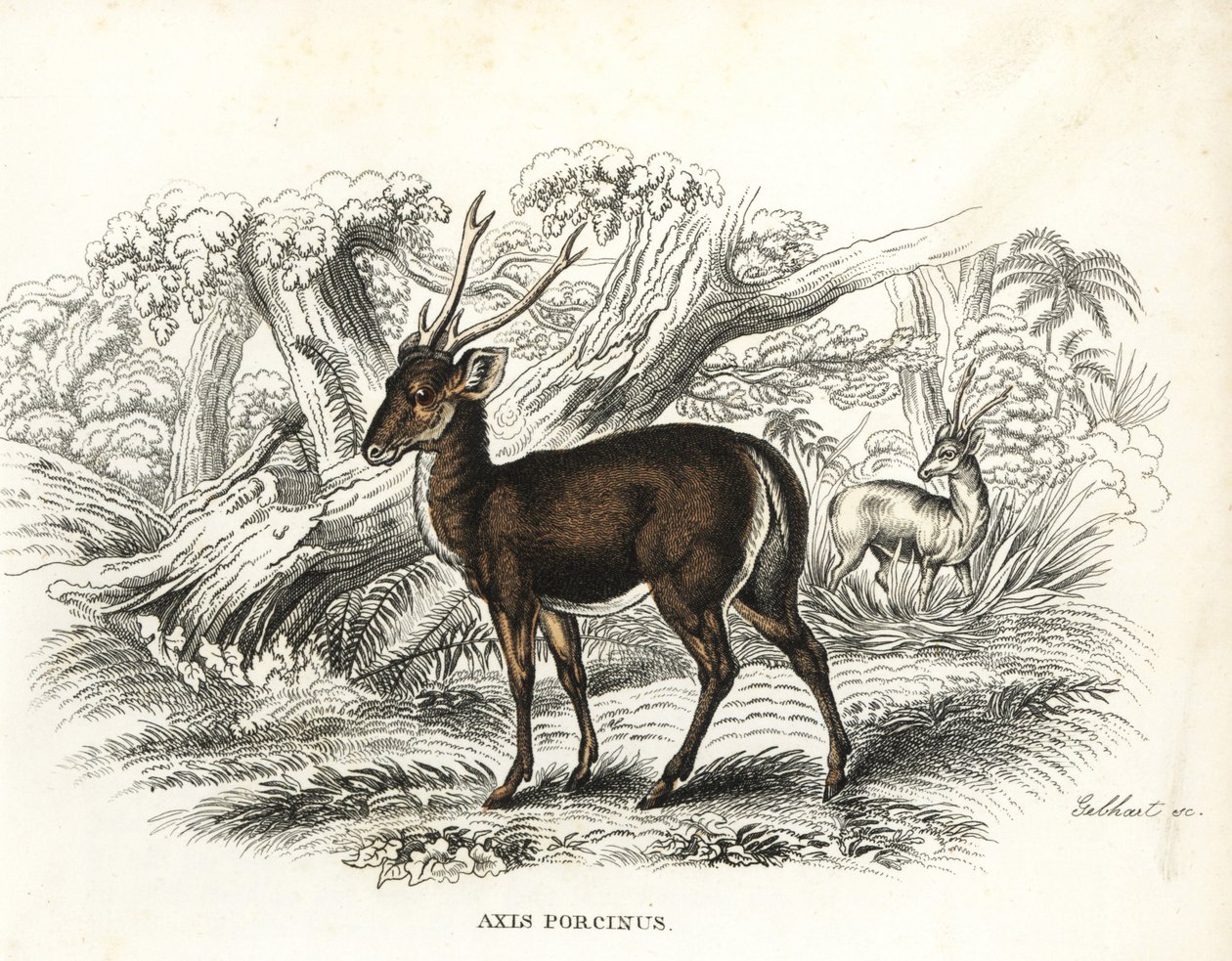 Jeleń szlachetny, Axis porcinus, zagrożony wyginięciem. Ręcznie kolorowana litografia autorstwa Gebharta z Galerii Historii Naturalnej Georga Friedricha Treitschke, Naturhistorischer Bildersaal des Thierreiches, Liepzig-1842. autorstwa Unbekannter Künstler