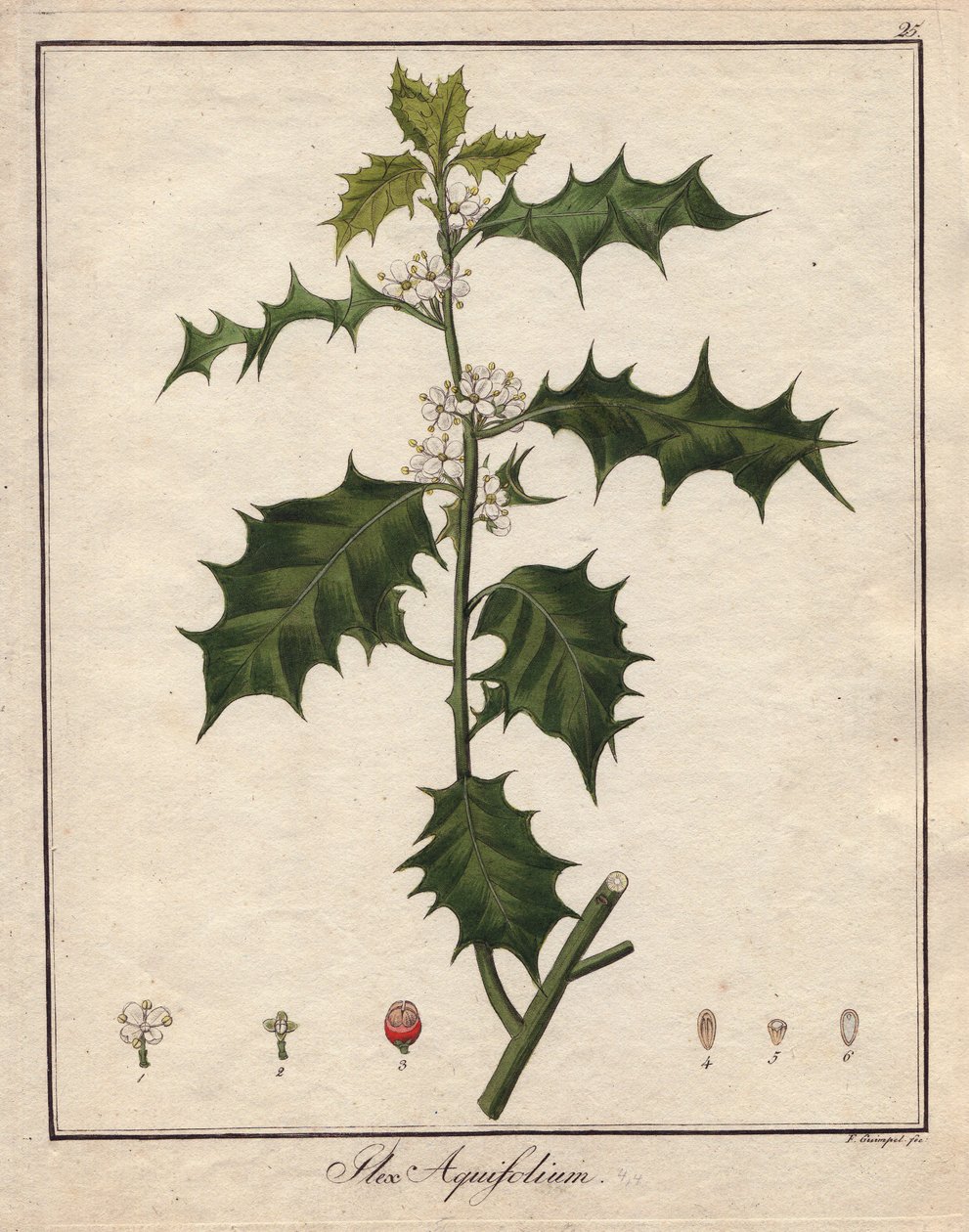 Holly. Kolorowa miedziorytnicza rycina w Botanique Medicinale (opublikowana w Berlinie, Niemcy). autorstwa Unbekannter Künstler
