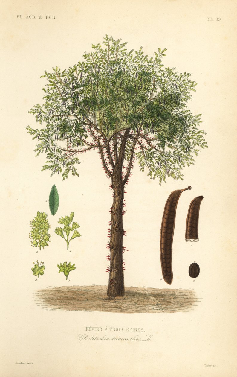 Szarańcza lub drzewo akacjowe, Gleditsia triacanthos, Gleditsia triacanthos, Fevrier a trois epines autorstwa Unbekannt