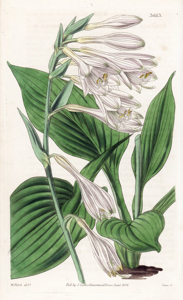 Hosta z Japonii - Hosta sieboldii (funkia dr Siebolda, Funkia sieboldiana). Ręcznie kolorowany miedzioryt według ilustracji botanicznej Waltera Fitcha z William Jackson Hooker