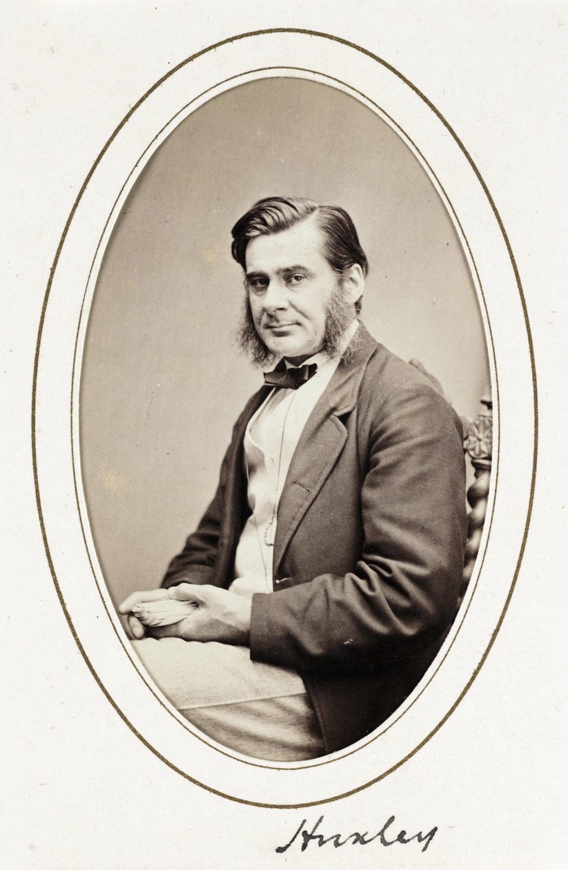 Huxleya, ok. 1865 r autorstwa Unbekannt
