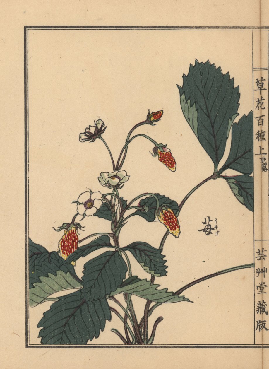 Ichigo lub truskawka, Fragaria ananassa. Ręcznie kolorowany drzeworyt autorstwa Kono Bairei z Kusa Bana Hyakushu (Sto odmian kwiatów), Tokio, Yamada autorstwa Unbekannter Künstler
