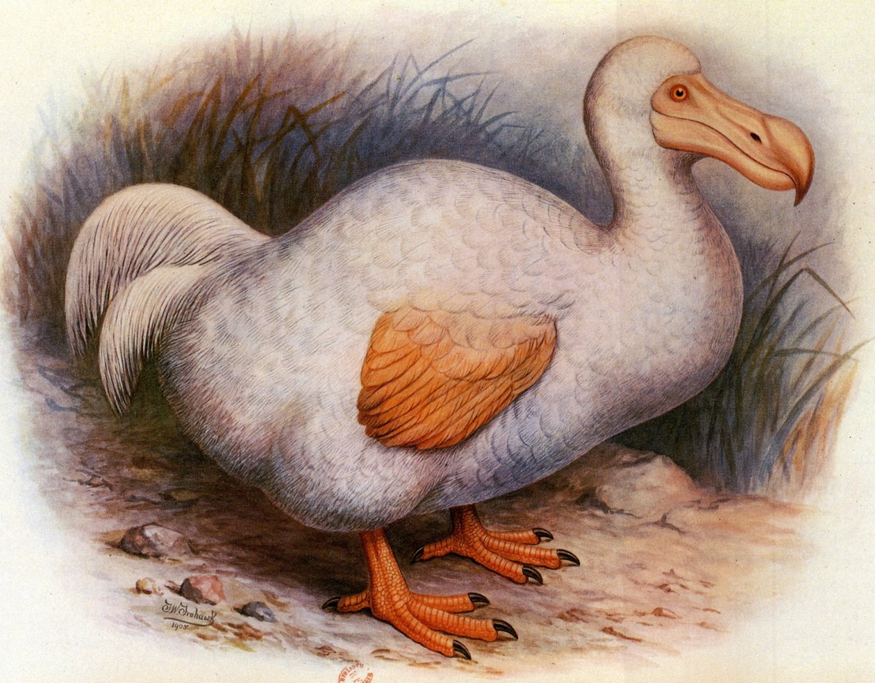 Ilustracja/Didus solitarius/Biały Dodo Zjazdu/Samotności autorstwa Unbekannt