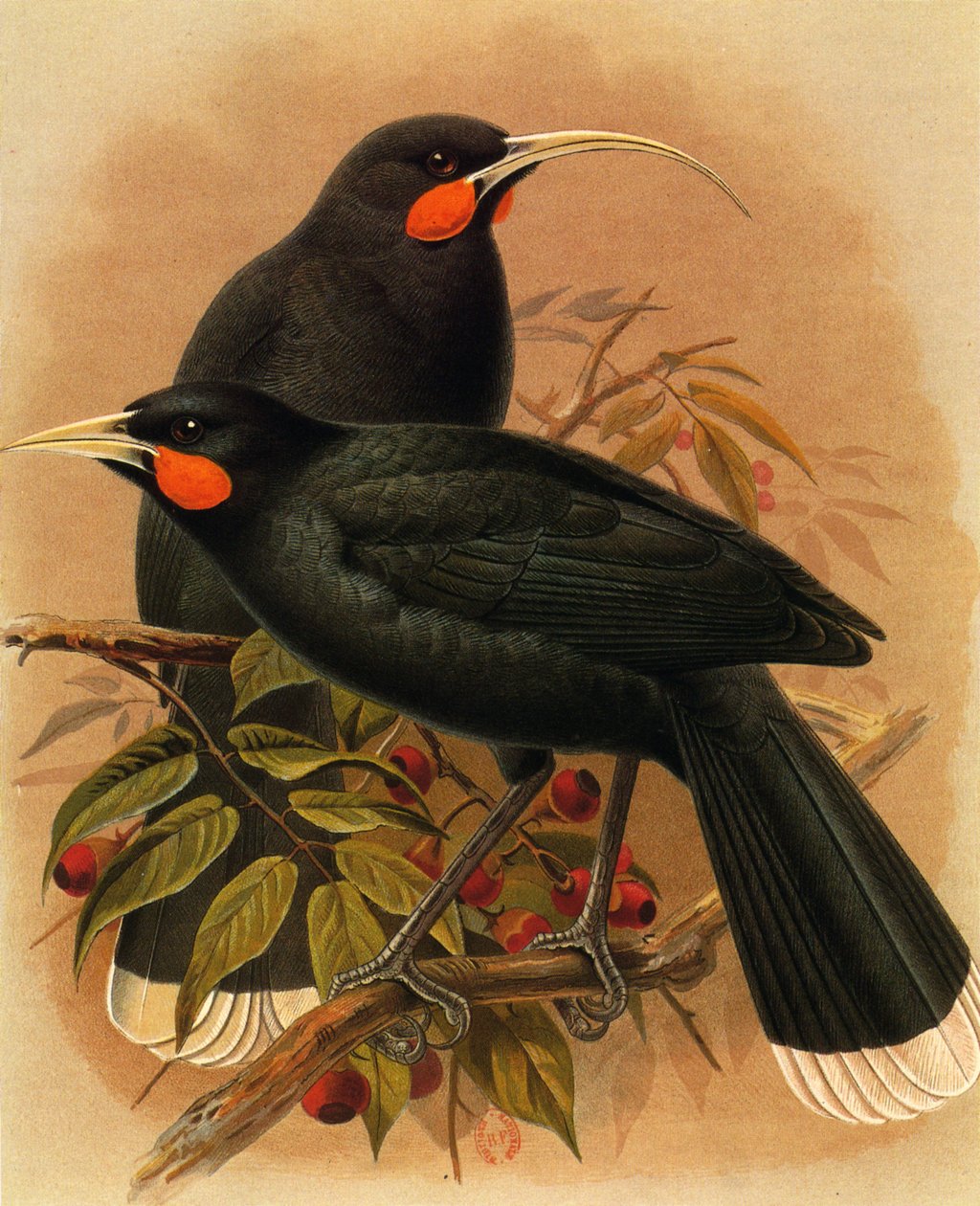 Ilustracja/Heteralocha acutirostris/Huia dimorphe/Huia autorstwa Unbekannt