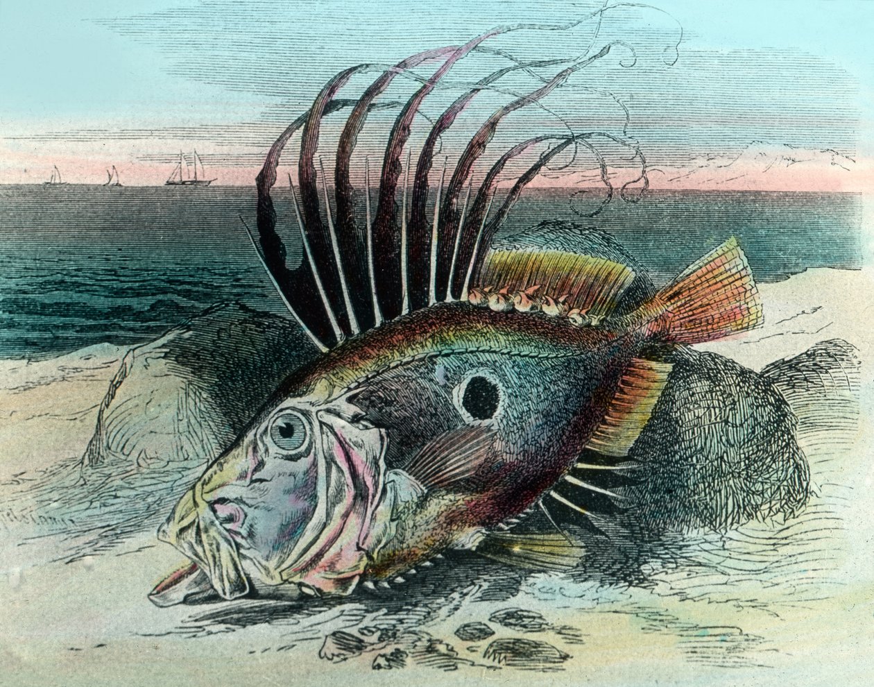 Ilustracja przedstawiająca rybę Johna Dory