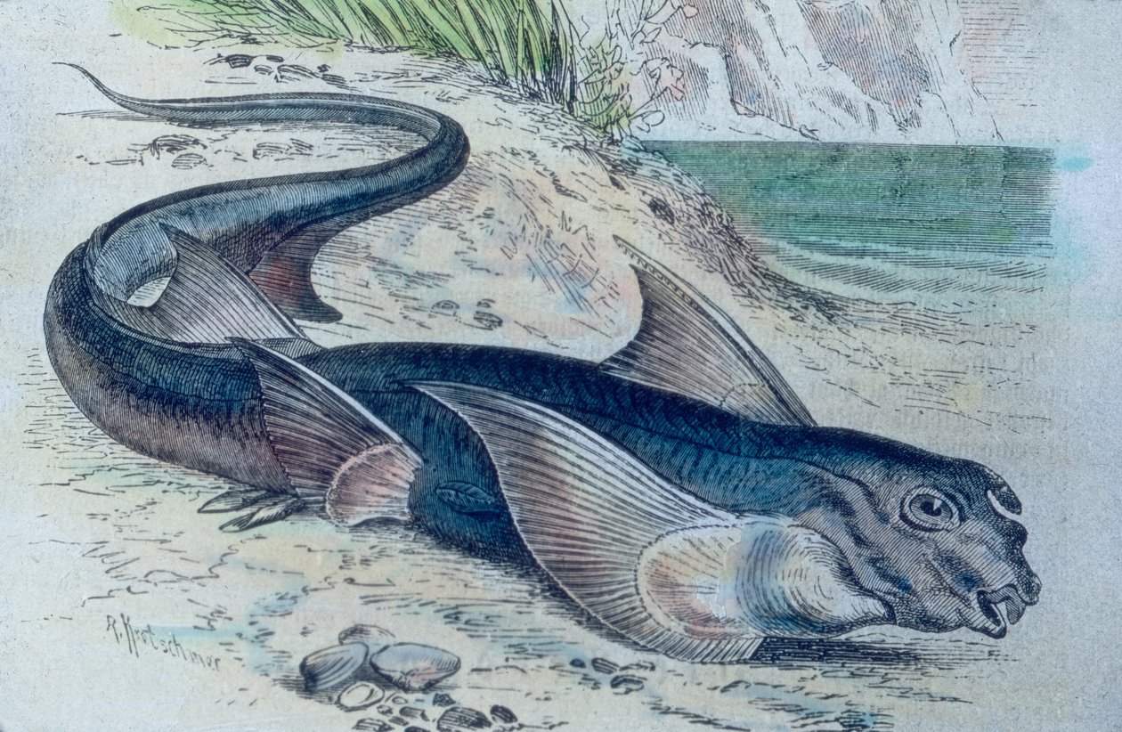 Ilustracja przedstawiająca chimerę (Hydrolagus colliei) autorstwa Unbekannter Künstler