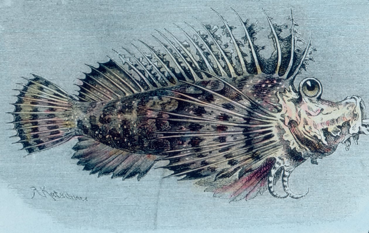Ilustracja przedstawiająca grzebieniasta (Lophotidae)) autorstwa Unbekannter Künstler