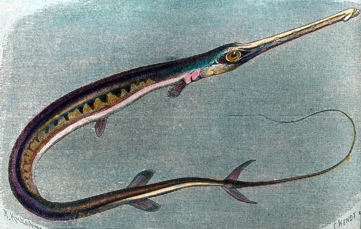 Ilustracja przedstawiająca włócznika (Xiphias gladius) autorstwa Unbekannter Künstler