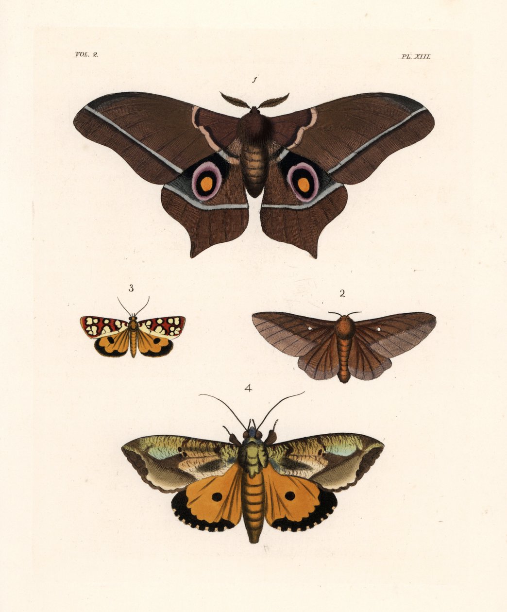 Imbrasia epimethea (Saturnia epimethea) 1, ćma dębowa w różowe paski, Anisota virginiensis (Dryocampa virginiensis) 2, Crameria aegocera (Aegocera amabilis) 3 i Eudocima materna (Triphaena materna) 4. Ręcznie kolorowana litografia z nowej książki Johna O.  autorstwa Unbekannter Künstler