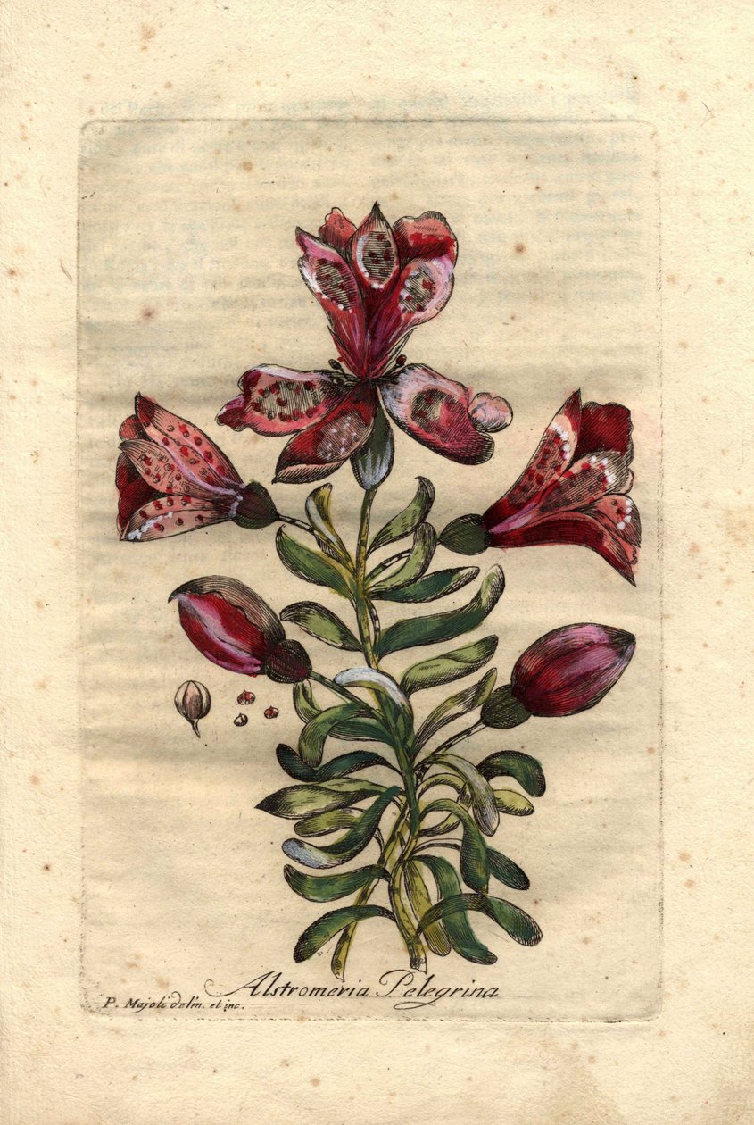 Lilia Inków (Alstromeria pelegrina), pochodząca z Peru i Chile. Opis kwiatów, liści, łodygi i nasion. Eau forte en couleurs, rysunek P. Maioli (lub Majoli), rycina Giuseppe Bianchi, opublikowana w 1786 r. w "Decade of Curious and Eleg" Johna Hilla. autorstwa Unbekannter Künstler