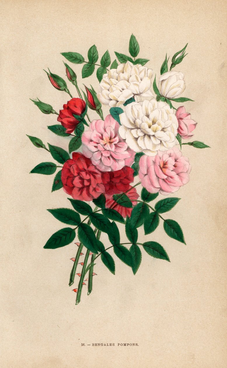 Indyjskie róże guzikowe, pompony bengalskie, hybrydy Rosa chinensis. Chromolitografia narysowana i litografowana według natury przez F. Grobona na podstawie "Les Roses" Hippolyte
