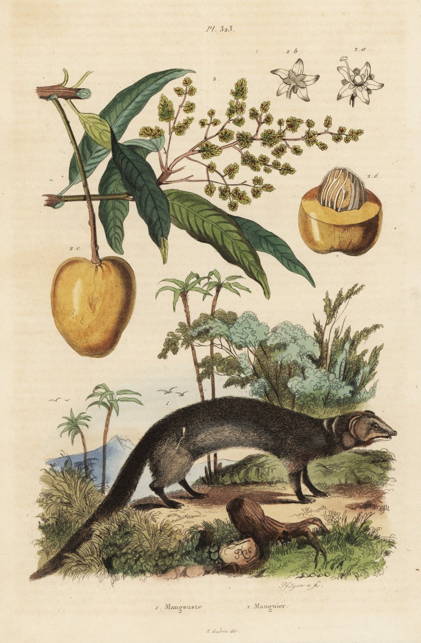 Mangusta indyjska szara, Herpestes edwardsi 1 i mango, Mangifera indica 2 autorstwa Unbekannt