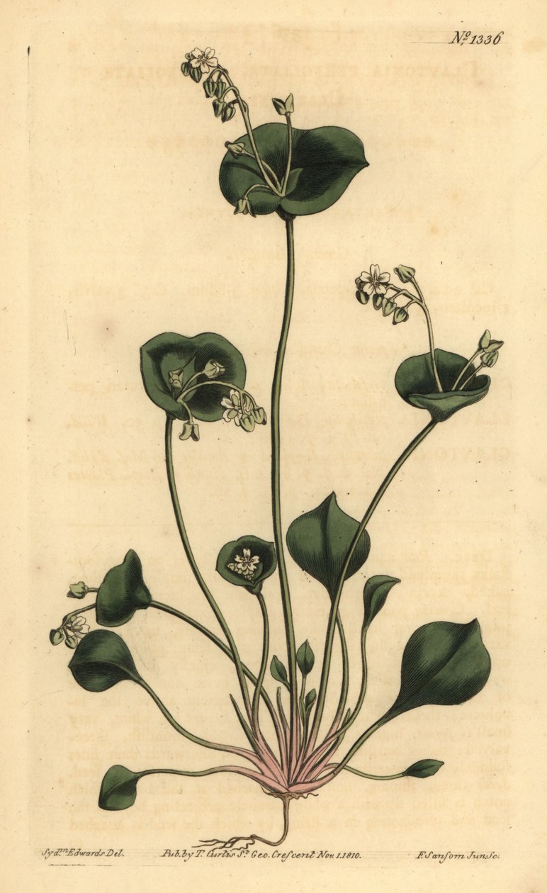 Sałata indyjska, Claytonia perfoliate, Claytonia perfoliata autorstwa Unbekannt