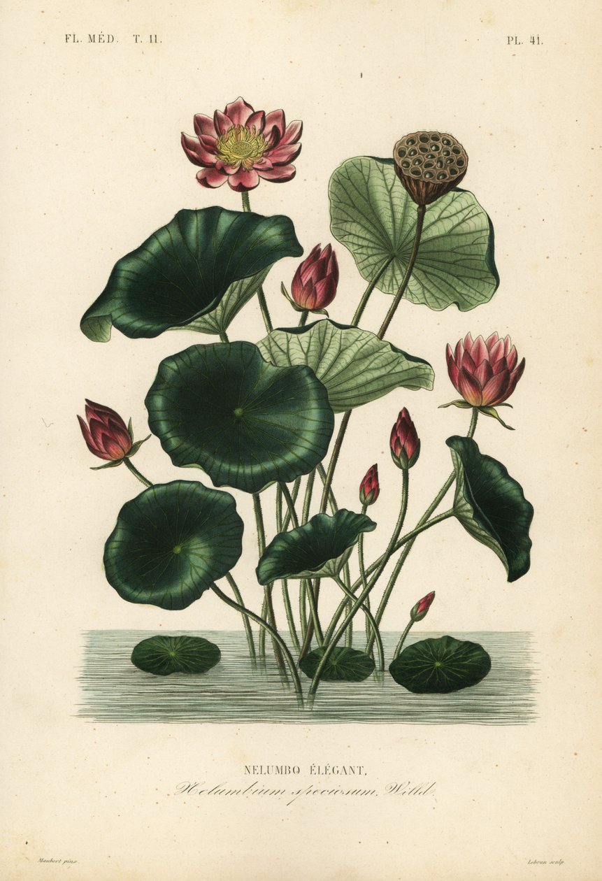 Lotos indyjski, Nelumbo nucifera, Nelumbium speciosum, Nelumbo elegantus autorstwa Unbekannt