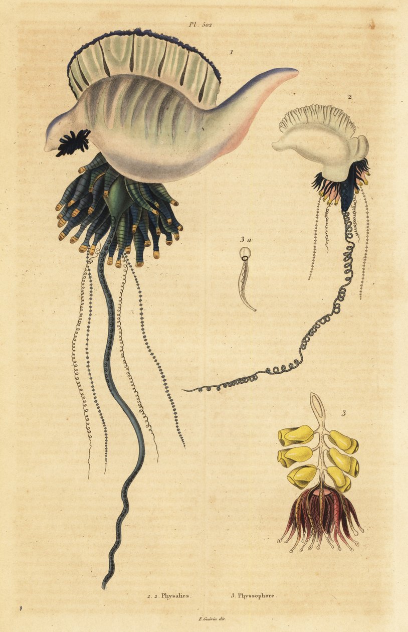 Indo-Pacyfiku portugalski wojownik , Physalia utriculus 1 , Azory wojownik , Physalia physalis 2 i Siphonophora zoophyte , Physsophora disticha autorstwa Unbekannt