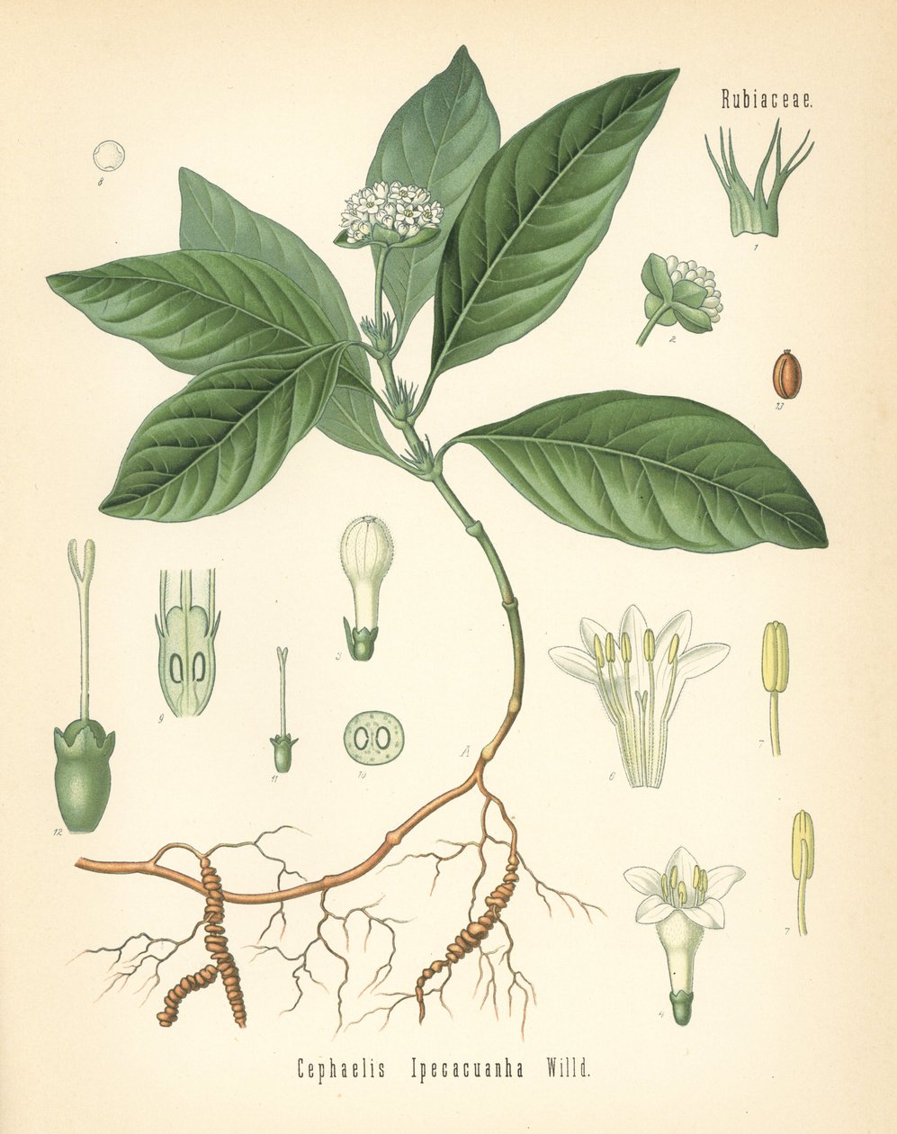 Ipecacuanha, Carapichea ipecacuanha (Cephaelis ipecacuanha). Chromolitografia na podstawie ilustracji botanicznej z Roślin leczniczych Hermanna Adolpha Koehlera, pod redakcją Gustava Pabsta, Koehler, Niemcy autorstwa Unbekannter Künstler