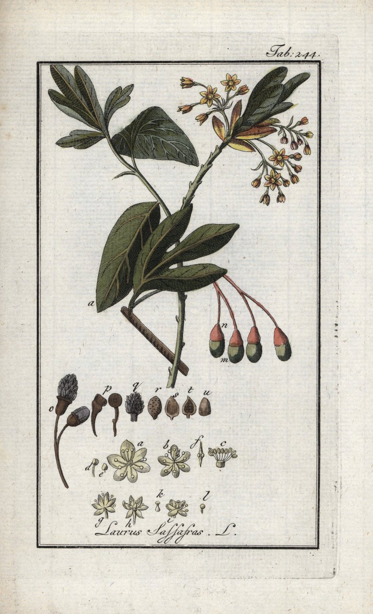 Wawrzyn szlachetny (Sassafras albidum). Litografia z "Afbeelding der Artseny-Gewassen" Johannesa Zorna (1739-1799), Holandia autorstwa Unbekannter Künstler
