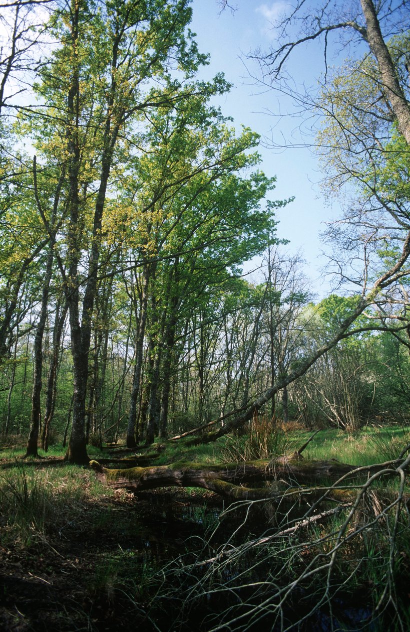 Włochy, region Lacjum, Park Narodowy Circeo, staw w Rezerwacie Biosfery autorstwa William M. Timlin