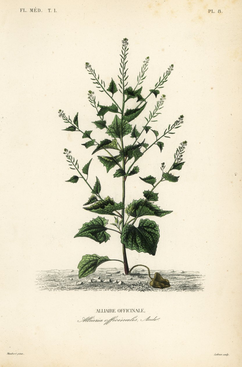 Musztarda Jack-by-the-hedge lub czosnkowa, Alliaria petiolata, Alliaria officinalis, Alliaire officinale autorstwa Unbekannt