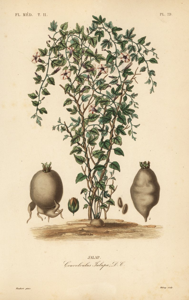 Jalap winorośl, Ipomoea jalapa, Convolvulus jalapa, Jalap autorstwa Unbekannt