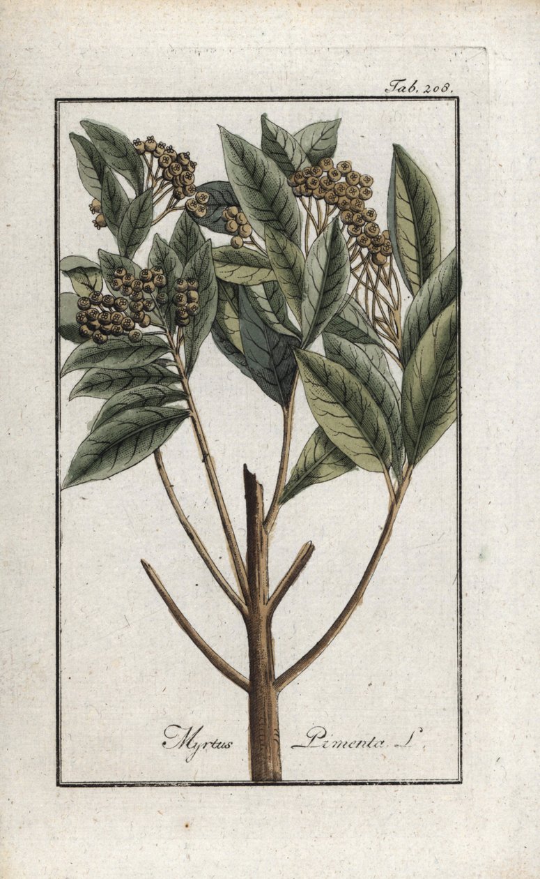 Pieprz jamajski lub cztery przyprawy lub pieprz giroflee (Pimenta dioica). Litografia z "Afbeelding der Artseny-Gewassen" autorstwa Johannesa Zorna (1739-1799), Holandia autorstwa Unbekannter Künstler