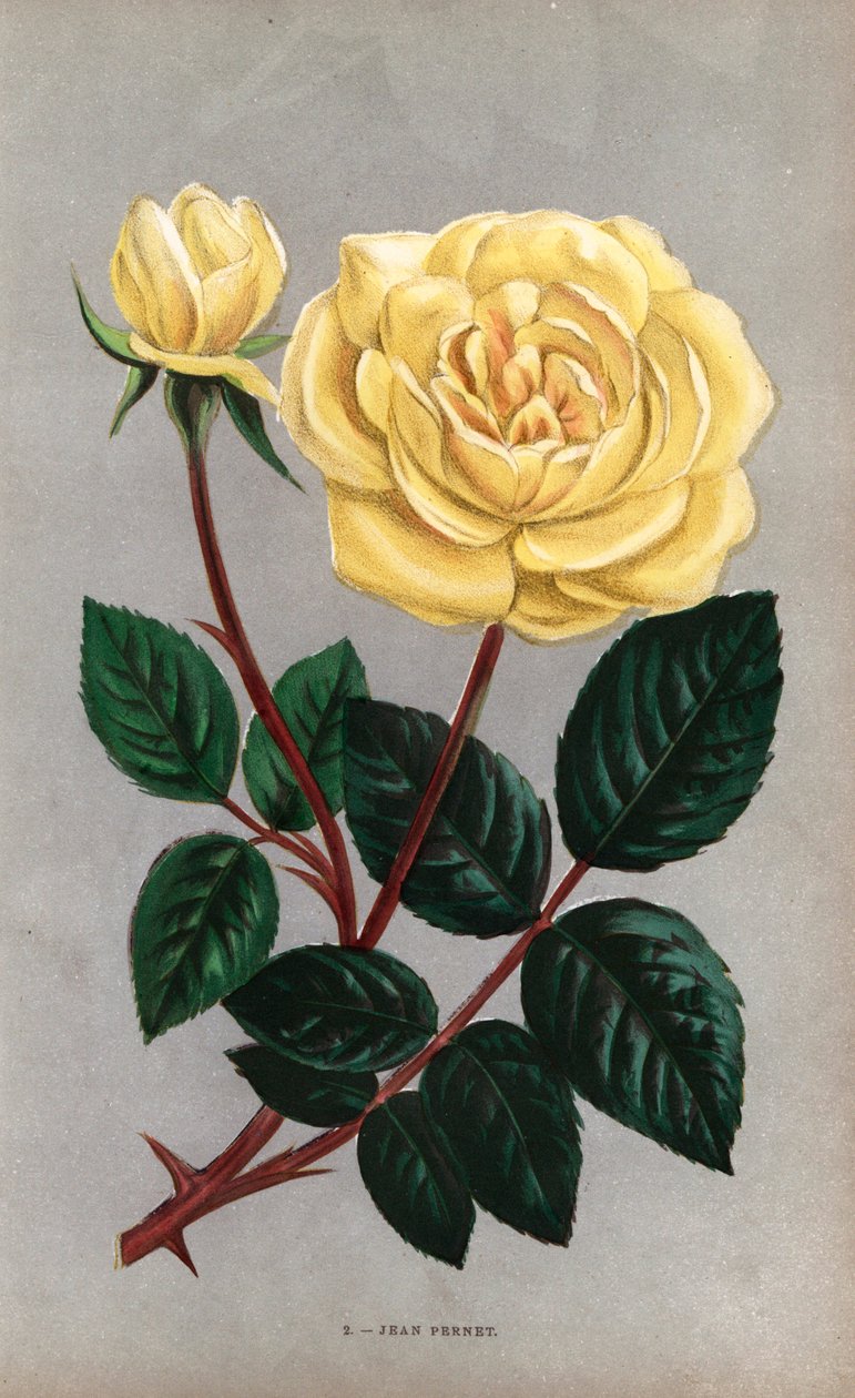 Róża Jean Pernet, żółta odmiana róży herbacianej wyhodowana przez Monsieur Pernet z Lyonu w 1867 roku. Chromolitografia narysowana i litografowana według natury przez F. Grobona na podstawie "Les Roses" Hippolyte