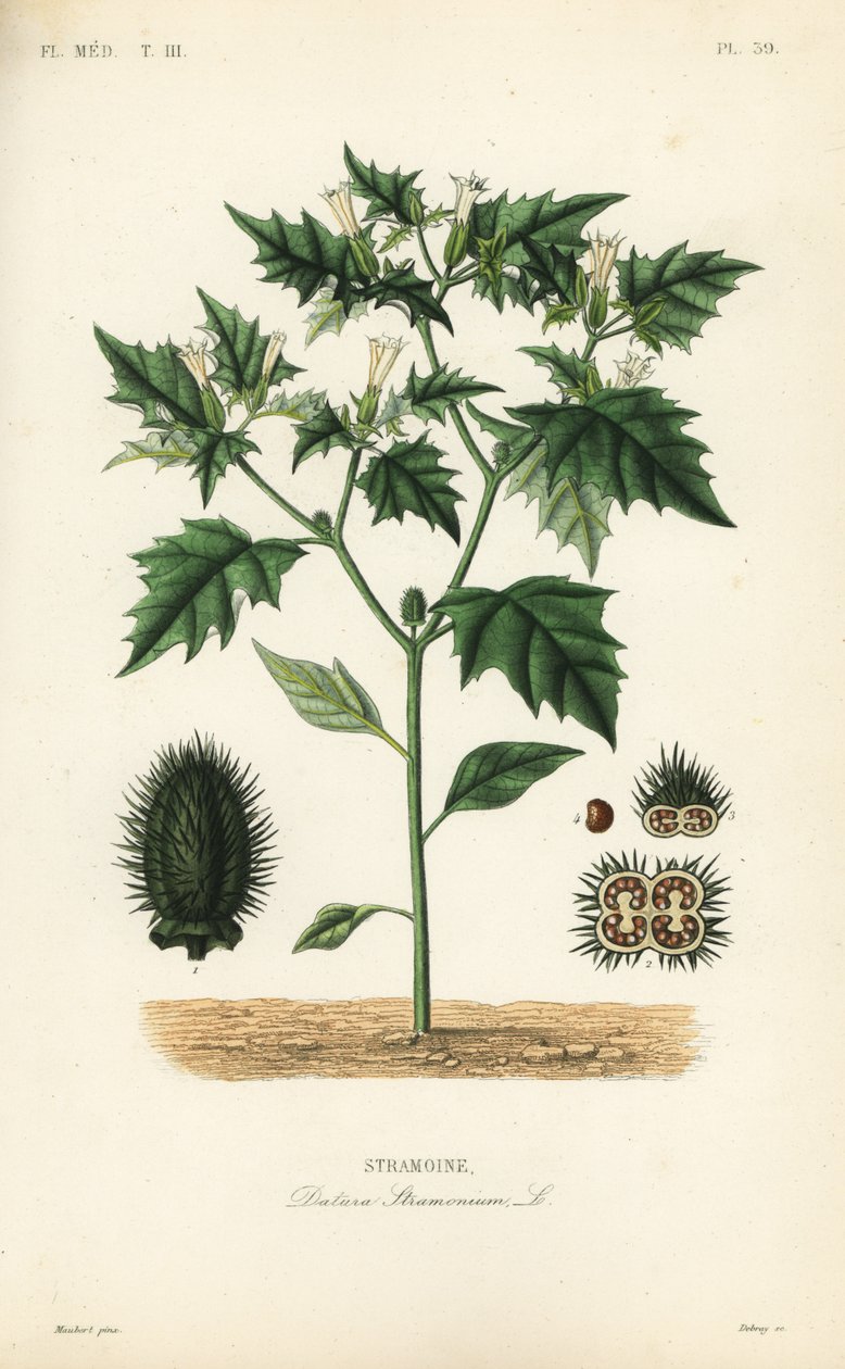 Jimsonweed lub diabelski sidło, Datura stramonium, Stramoine autorstwa Unbekannt