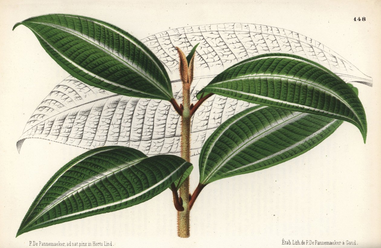 Odmiana Johnnyberry, Miconia pulverulenta var trifasciata. Rysowane i chromolitografowane przez P. de Pannemaeker z Jean Linden