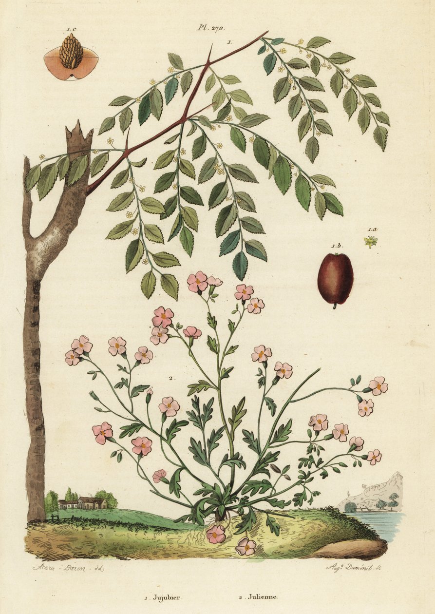 Jujube lub chińska data, Ziziphus jujuba 1 i Virginia stock, Malcolmia maritima 2 autorstwa Unbekannt