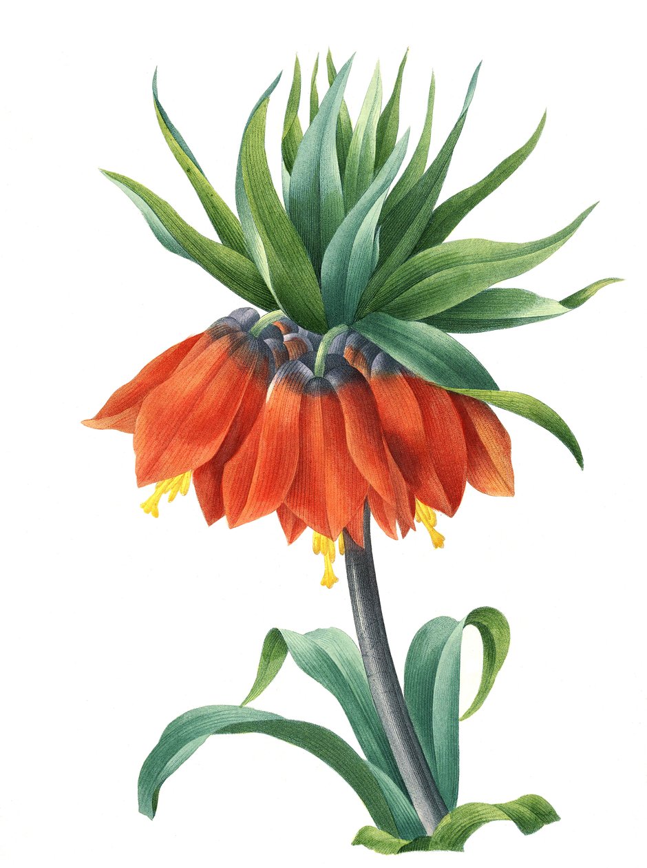 Korona cesarska (Fritillaria imperialis) autorstwa Unbekannter Künstler