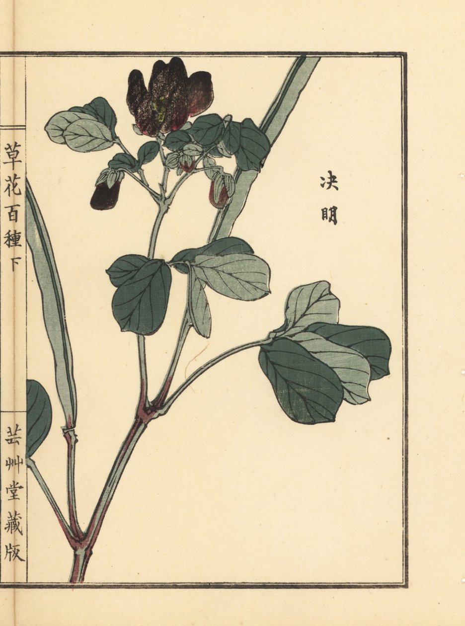 Ketsumei, senna chińska lub sierpowata, Senna obtusifolia. Ręcznie kolorowany drzeworyt autorstwa Kono Bairei z Kusa Bana Hyakushu (Sto odmian kwiatów), Tokio, Yamada autorstwa Unbekannter Künstler