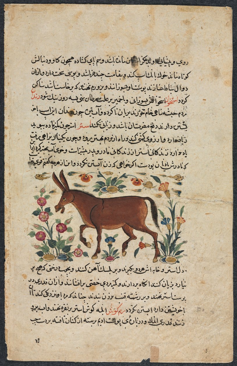 Inne (fundusze), z obsady nezhantami (doskonała księga o przyjeździe) od Shahmardy Ibn Abi al-Khair autorstwa Unbekannt