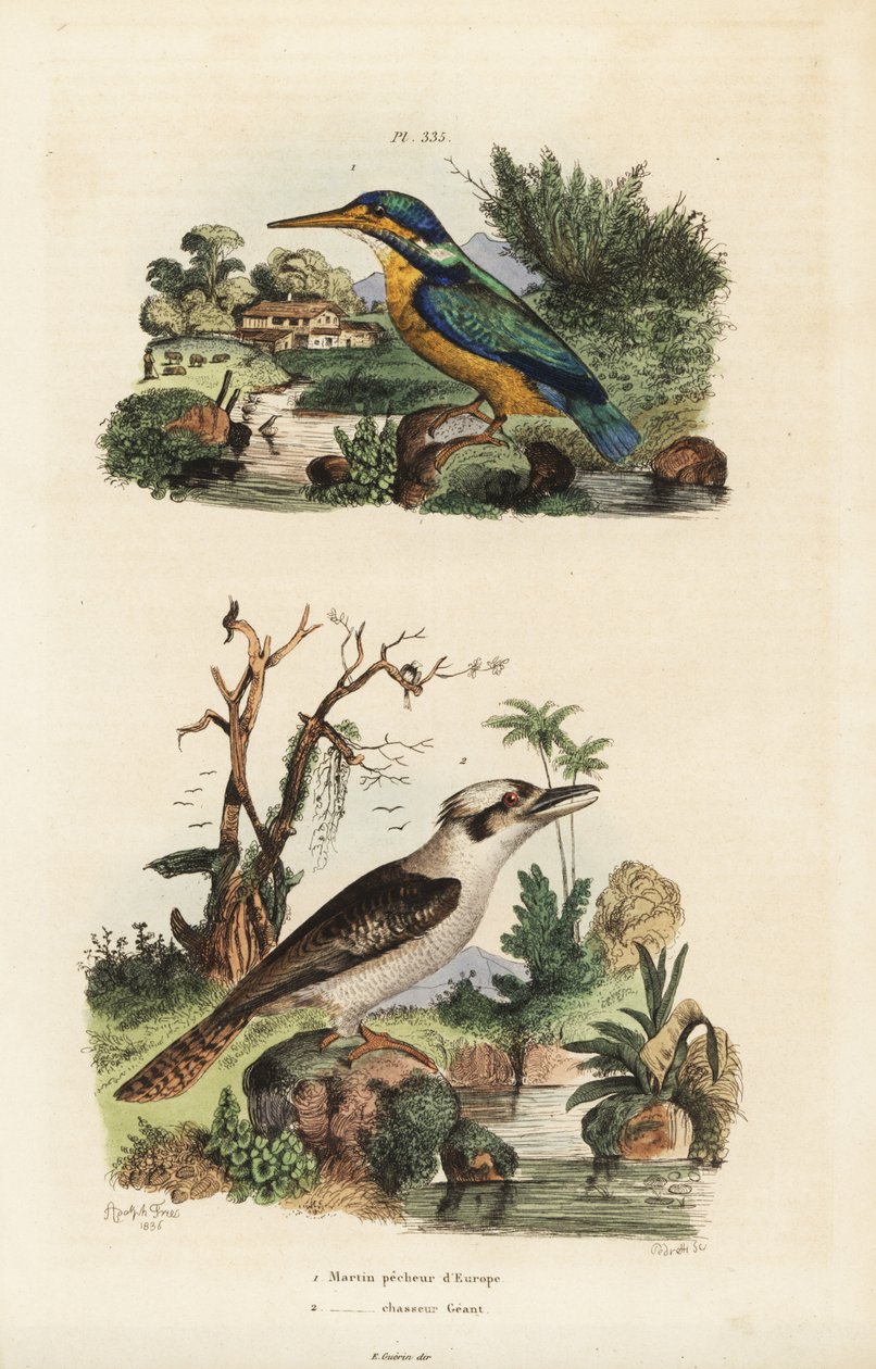 Zimorodek, Alcedo atthis i roześmiana kookaburra, Dacelo novaeguineae autorstwa Unbekannt
