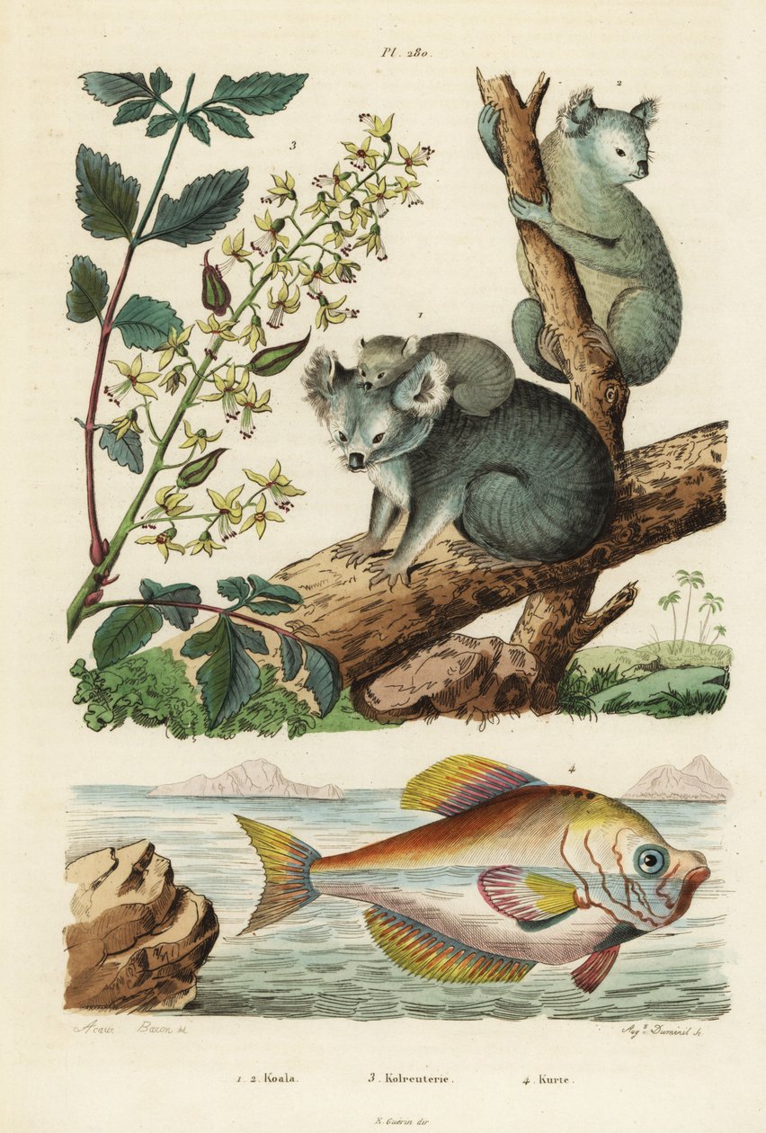 Koala, Phascolarctos cinereus 1.2, drzewo lakiernicze, Koelreuteria paniculata 3 i garb indyjski, Kurtus indicus autorstwa Unbekannt