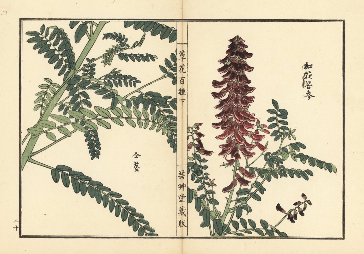 Kouka lub kujin, Sophora flavescens. Korzeń używany w medycynie chińskiej jako ku shen. Ręcznie kolorowany drzeworyt autorstwa Kono Bairei z Kusa Bana Hyakushu (Sto odmian kwiatów), Tokio, Yamada autorstwa Unbekannter Künstler