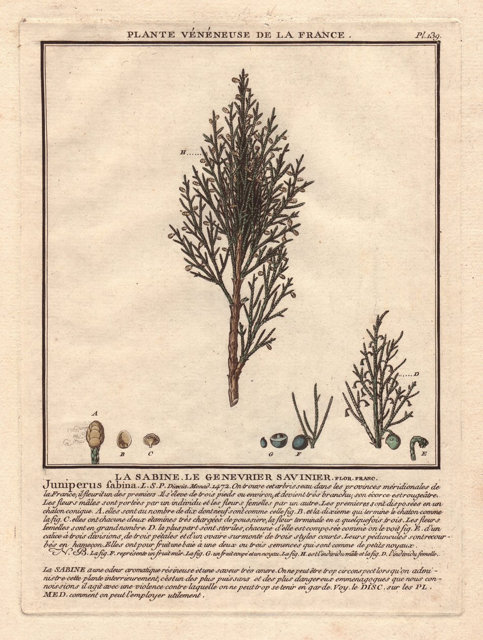 La Sabine, jałowiec Saviniera Juniperus fabina. Roślina żylasta, opis gałęzi męskiej (w środku) i żeńskiej (po lewej), ze szczegółami owoców w różnych stadiach dojrzałości. Eau forte en couleurs XVIII wiek, w Herbier de la France (1780-1793), rysunek, graw autorstwa Unbekannter Künstler