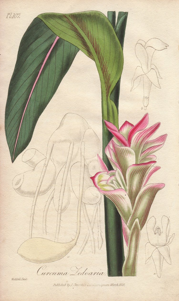 La Zedoaire (Curcuma zedoaria) - Silna woda autorstwa Williama Clarke